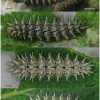 mel triv fascelis larva7afthib volg1